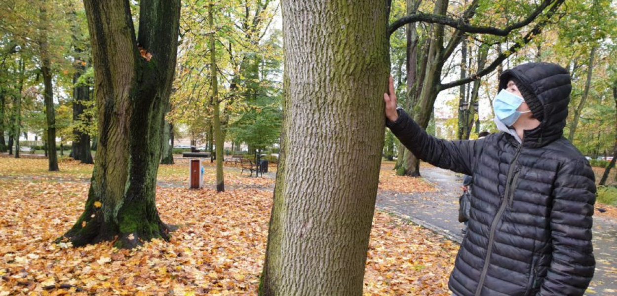 Kacper Ropka chce uratować klon w parku Bogackiego w Krzeszowicach