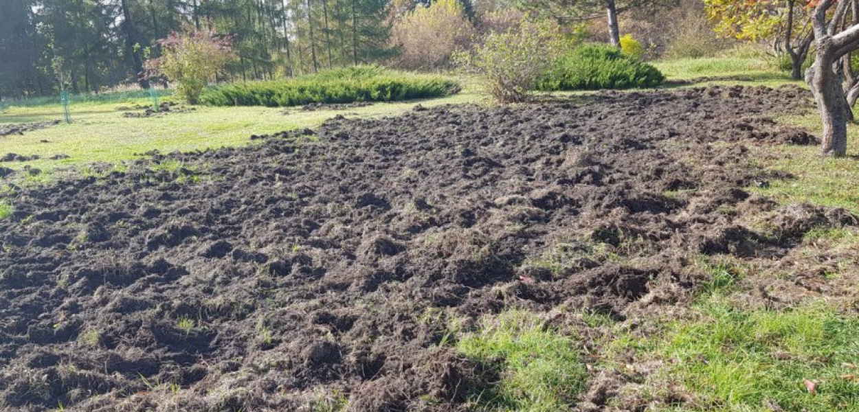 Tak wyglądał w czwartkowe przedpołudnie nie ogrodzony ogród przy ul. Rzecznej, przeorany przez dziki