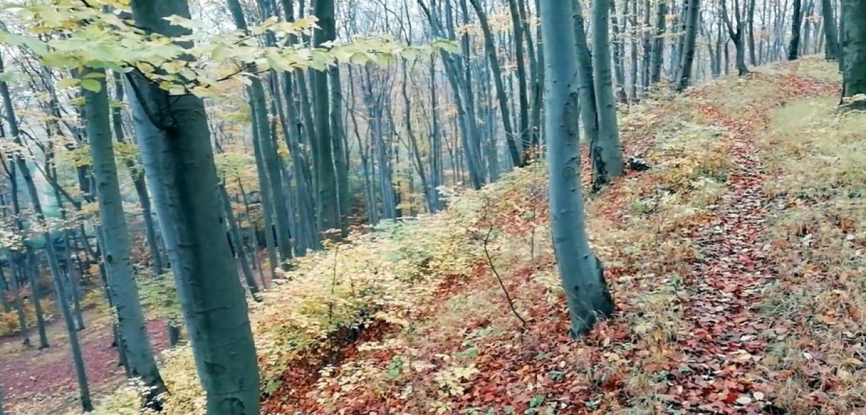 Wzgórze Grodzisko w Płazie porasta piękna buczyna karpacka