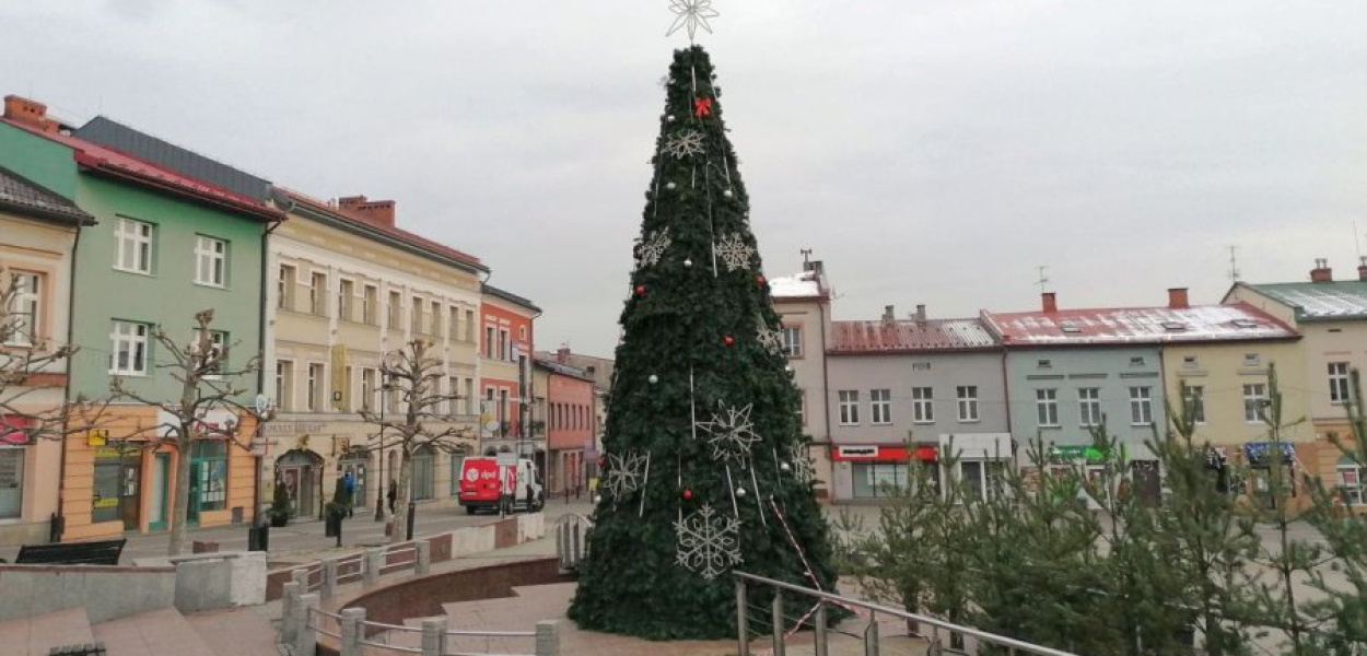 Chrzanowska choinka ma kilkanaście metrów wysokości