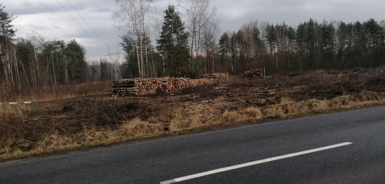 Widok wyciętego fragmentu lasu od strony ulicy Slowackiego w Trzebini 