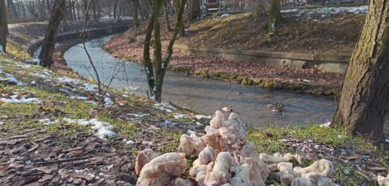 Kości leżące przy rzece w Krzeszowicach. FOT. Kacper Ropka