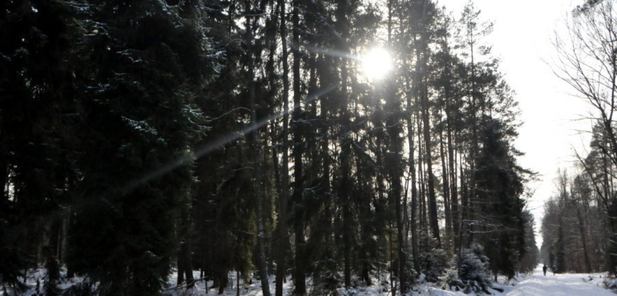 Puszcza Dulowska w zimowej scenerii ma swój urok