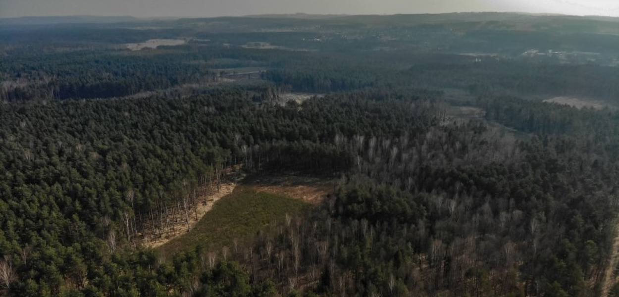 Puszcza Dulowska w obiektywie Piotra Obala (25 marca 2021 r.)