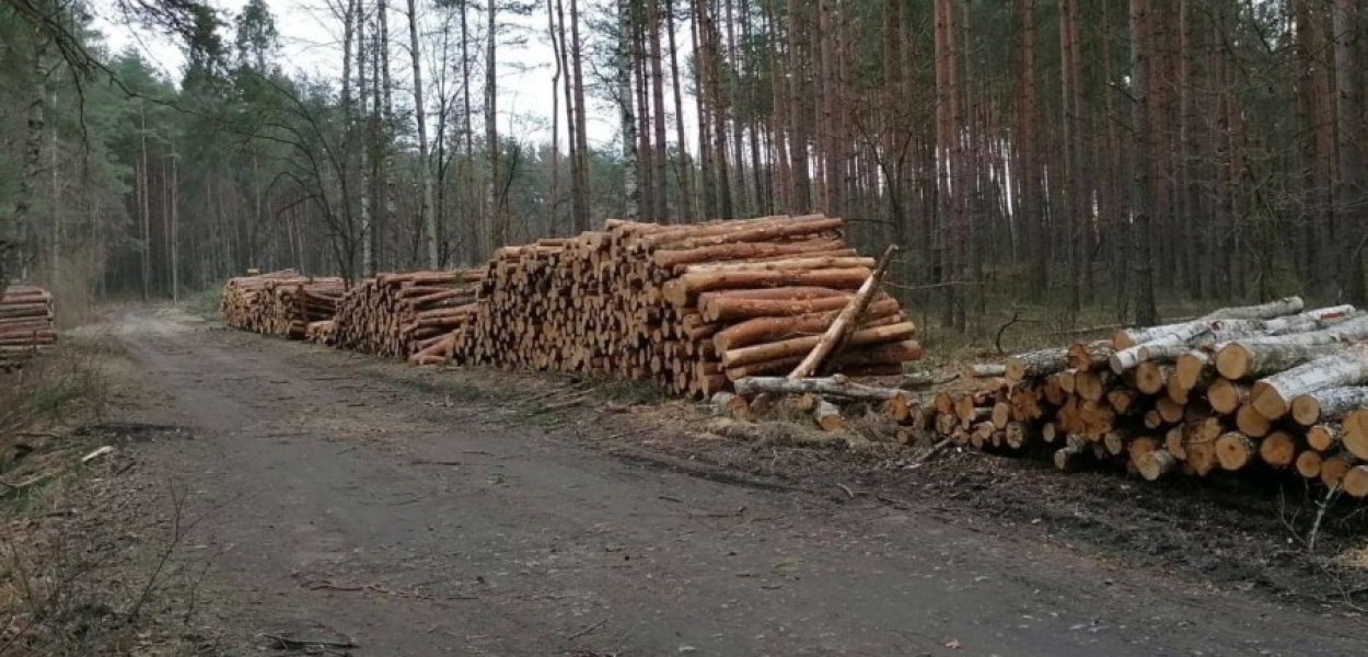 Stos drewna na drodze leśnej między kamieniołomem w Libiążu i Groblami 