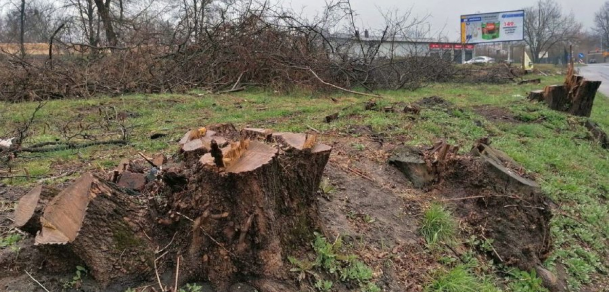 Drzewa wycięte przy ulicy Borowcowej w Chrzanowie