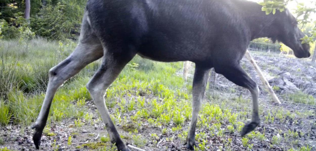 Jeden z łosi zarejestrowanych przez fotopułapkę. FOT. ZPKWM