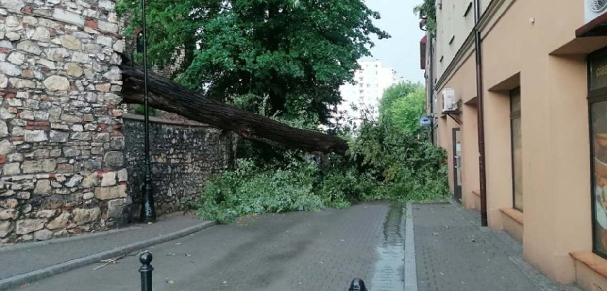 Drzewo spadło na drogę i stojący tam samochód. FOT. Marek Oratowski