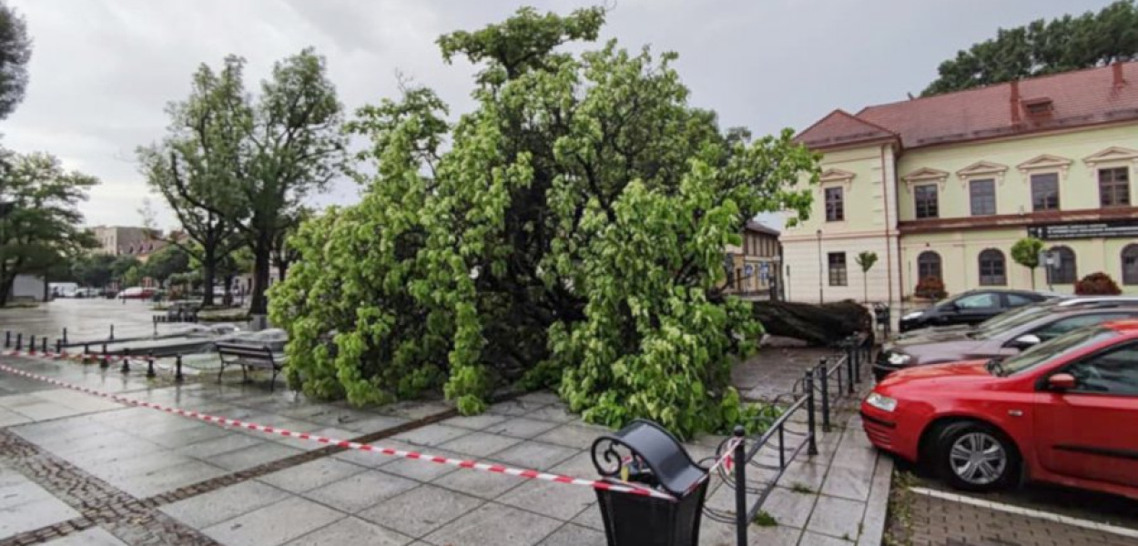 Powalone drzewo na krzeszowickim Rynku. FOT. Kacper Ropka