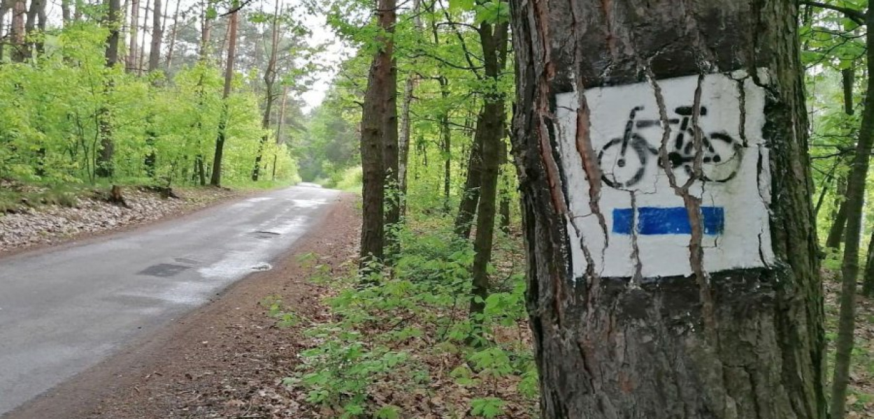 Nie wszędzie szlak jest tak dobrze oznakowany jak w tym lasku