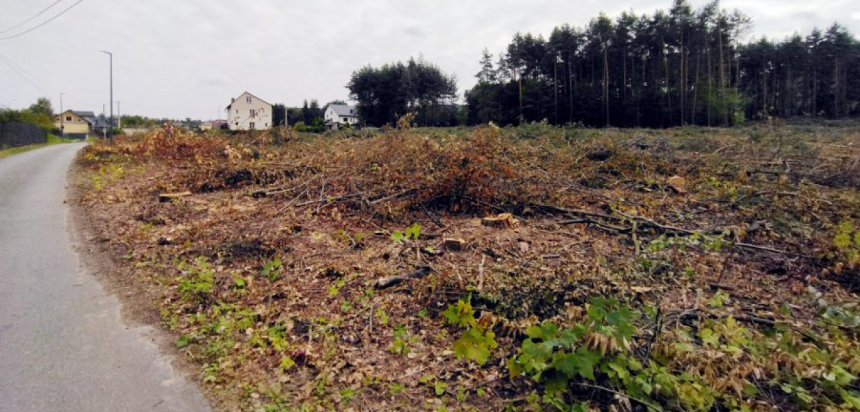 Wycięty las na Podstokach w Pogorzycach