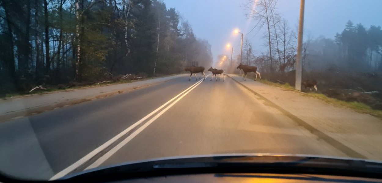 Łosie przechodzące przez jezdnię w rejonie ronda Pileckiego w Kroczymiechu. FOT. nadesłane przez Czytelnika