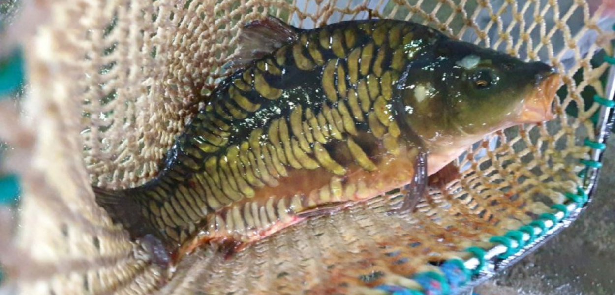 Karp zatorski