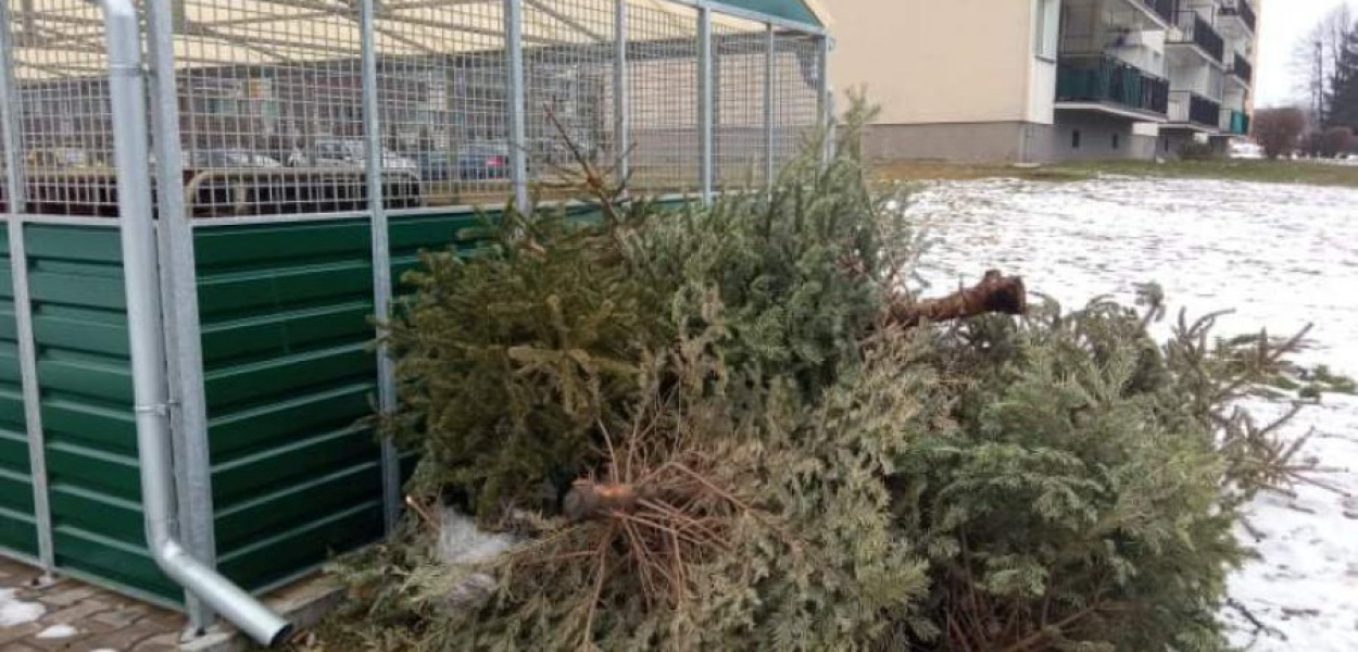 Choinki zalegają pod śmietnikami. Fot. NF