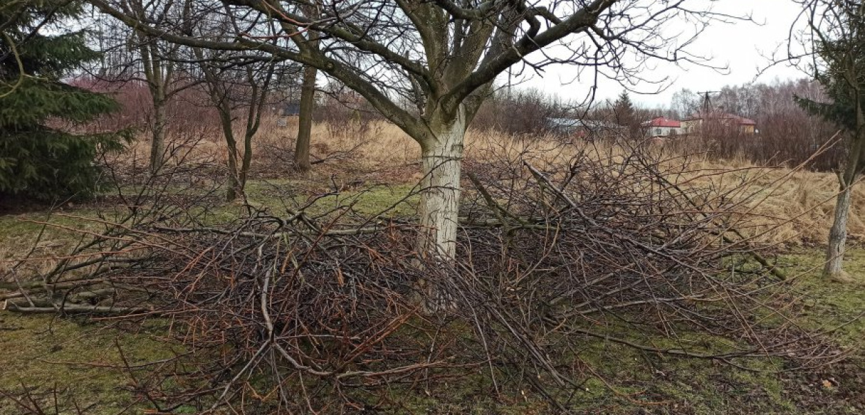 Taki widok przyciętego orzecha zastała po powrocie do domu jedna z mieszkanek os. Kąty. Fot. NF