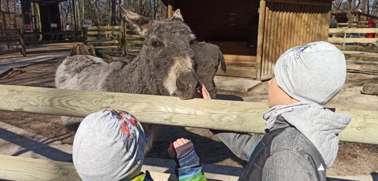 Mini zoo w krakowskim ogrodzie zoologicznym cieszy się największą popularnością wśród dzieci. Fot. NF