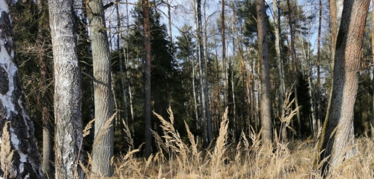 Każdy może wziąć udział w ekologicznej akcji sprzątania lasu. FOT. Michał Koryczan
