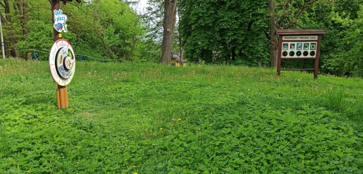 Przyrodnicza ścieżka edukacyjna w Bolęcinie zarasta trawą i chwastami. Fot. NF