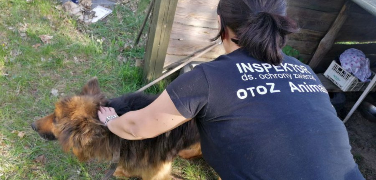 Jeden z psów odebranych właścicielowi przez inspektorów OTOZ Animals, fot. Facebook