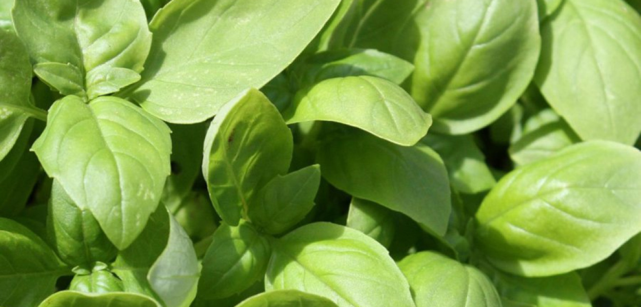 Świeża bazylia świetnie nadaje się na pyszne pesto