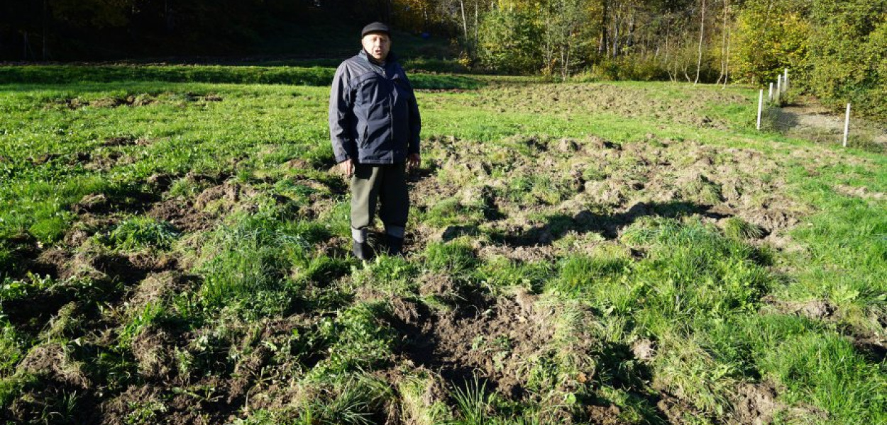 Jan Lizończyk z Regulic i jego łąka zniszczona przez dziki