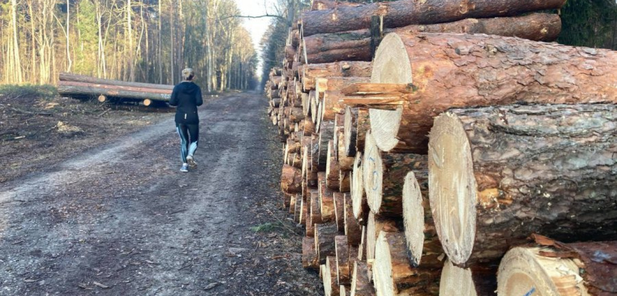 Czy Puszczę Dulowską czeka kolejna wycinka, tym razem ze względu na drogową inwestycję?