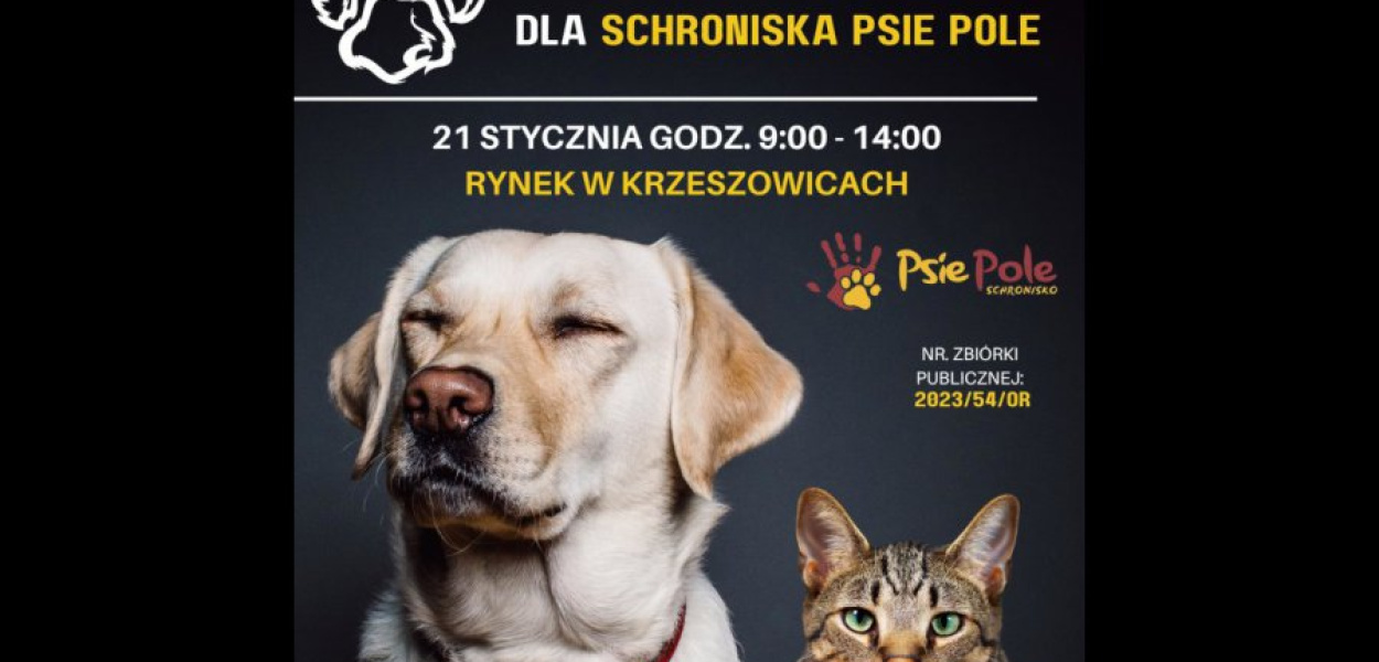 Każdy może przyłączyć się do zbiórki darów dla bezdomnych zwierząt