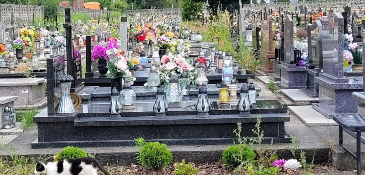 Ogródkowy kot pocieszenie znalazł na cmentarzu