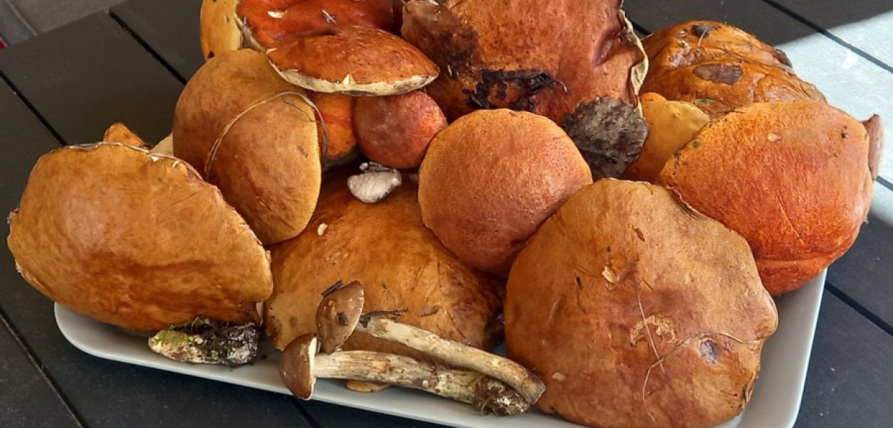 Grzyby nazbierane w okolicach podkrzeszowickiego Paryża przez Honoratę Kłosowską