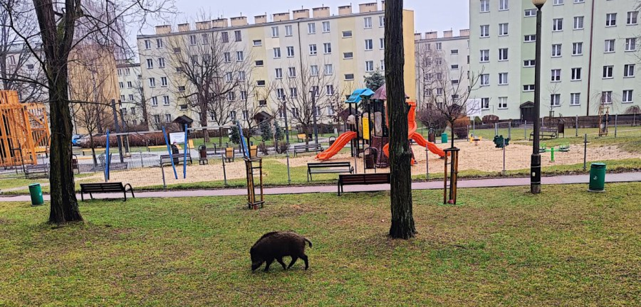 Wcześniej dziki na osiedlu Północ w Chrzanowie pojawiły się 10 lutego tego roku