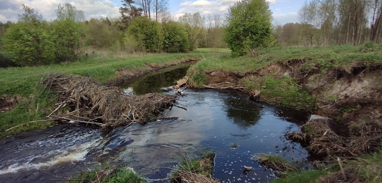 Bobrowa zapora na rzece Chechło w sąsiedztwie Topolowej w Chrzanowie