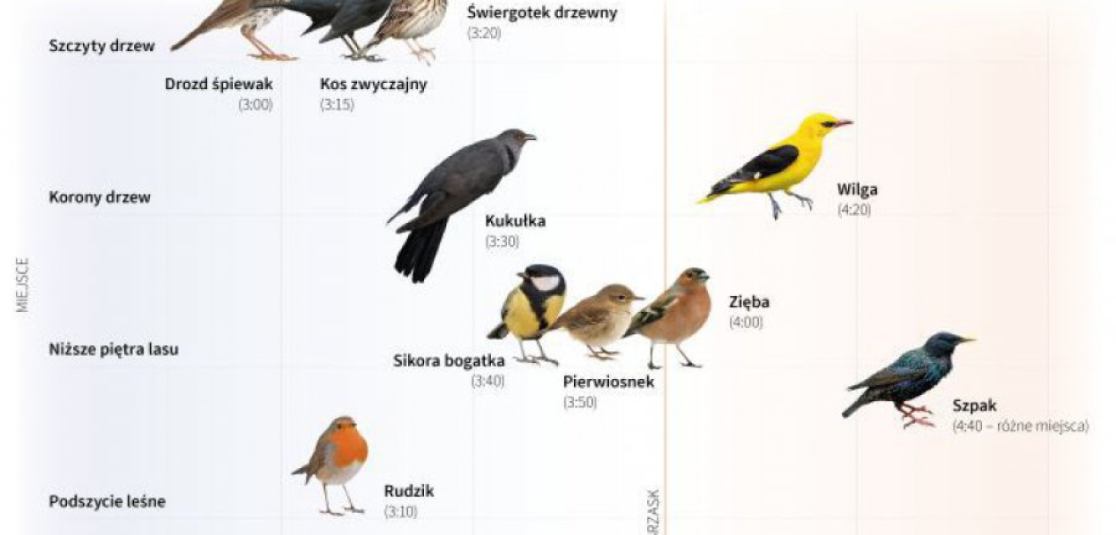 Infografika: Brittanica