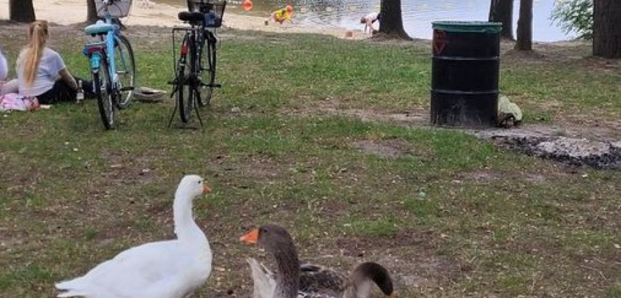 Z ośrodka wypoczynkowego za plażą jakby uszło życie.... Za to kaczek nie brakuje.