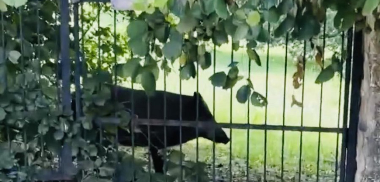 Dzik w Parku Zieleniewskich w Trzebini rano wystraszył kilku okolicznych mieszkańców 