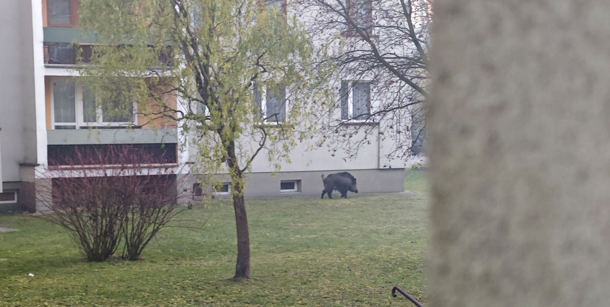 Dzik pod blokiem na ulicy Orkana w Chrzanowie, fot. nadesłane przez Czytelniczkę