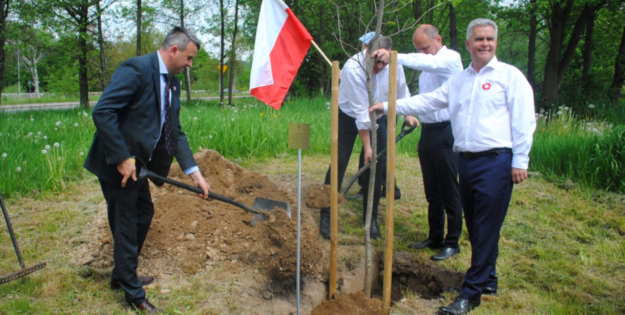 Dąb podtrzymuje burmistrz Krzeszowic Wacław Gregorczyk, pomagają przewodniczący rady miejskiej Leszek Kramarz i wiceprzewodniczący Jerzy Wnęk, zakopuje sołtys Siedlca Stanisław Molik. FOT. Kacper Ropka