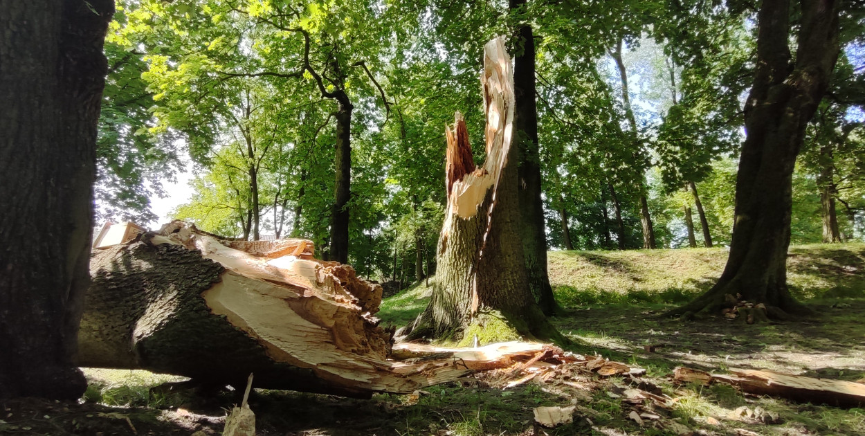 Park w chrzanowskim Kościelcu. Wichura złamała drzewo jak zapałkę