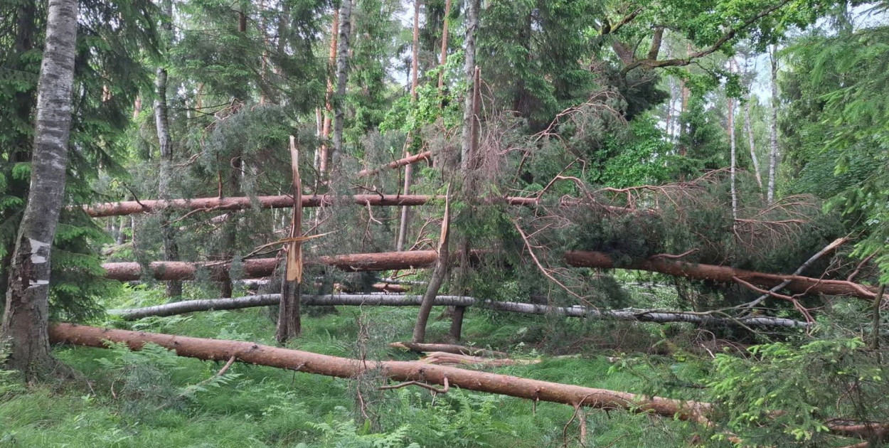 Wiatrołomy w Puszczy Dulowskiej, fot. Nadleśnictwo Chrzanów