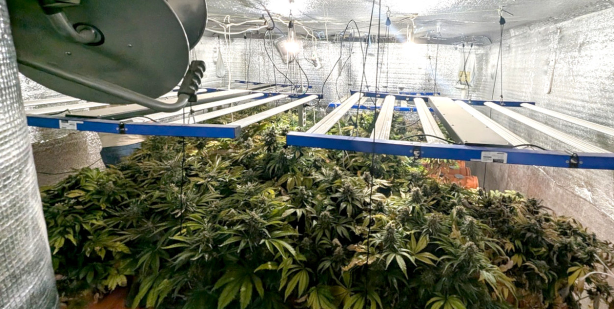 Plantacje konopi indyjskich znaleźli policjanci w jednym z domów w Chrzanowie. FOT. KPP Chrzanów