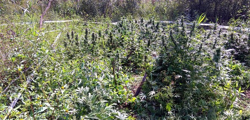 Nielegalna plantacja za ponad 200 tysięcy złotych 