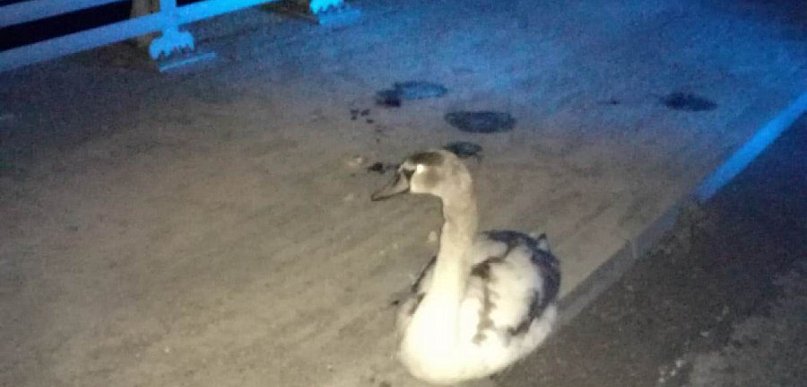 Ranny łabędź trafił do mikołowskiego leśnego pogotowia