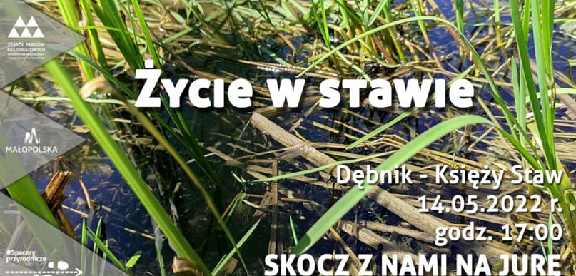 Co w stawie skacze, pływa i rechocze. Ciekawe spotkanie 
