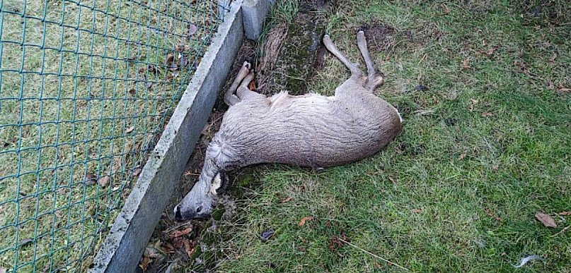  Sarna padła w prywatnym ogrodzie w Płazie i zaczęła się urzędnicza…