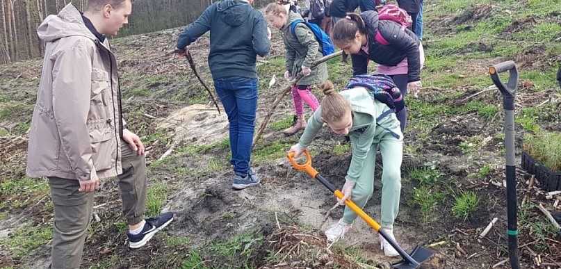  Dwustu uczniów posadziło w Pogorzycach sosny. Za czterdzieści lat…