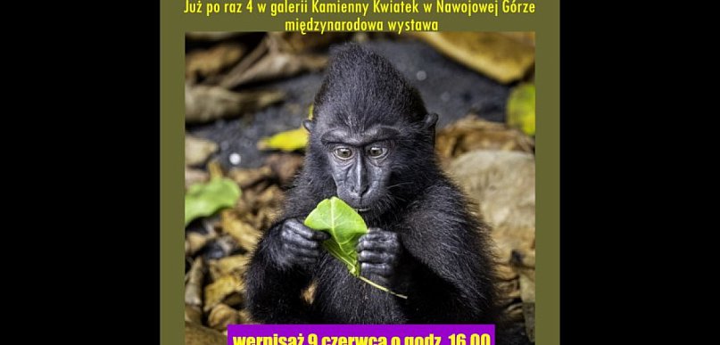 Ta wystawa obiegnie świat. Można się będzie pośmiać