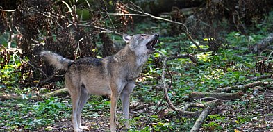 Zagryziona krowa. Gdzie są wilki w powiecie chrzanowskim?-52178