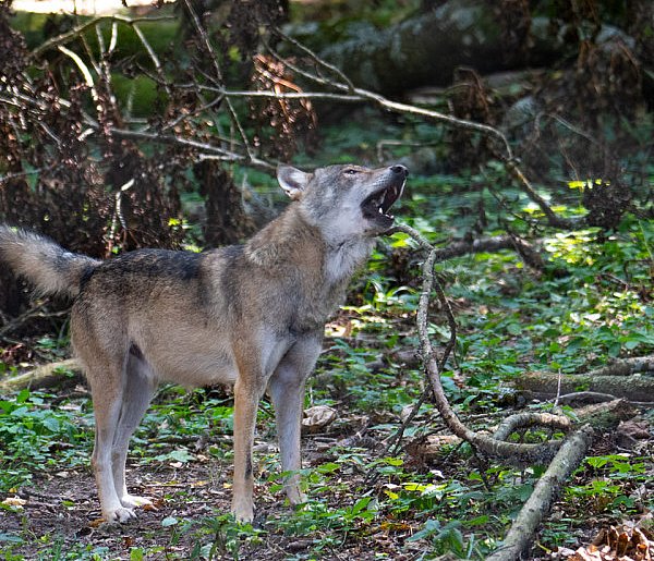 Zagryziona krowa. Gdzie są wilki w powiecie chrzanowskim?-52178