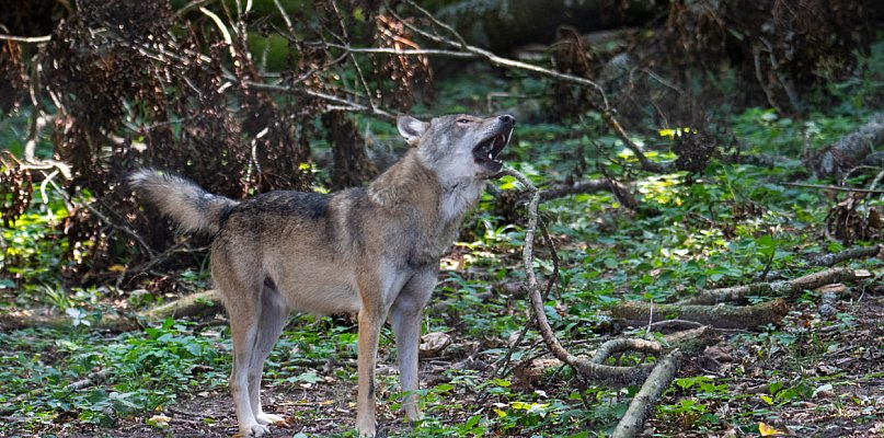 Zagryziona krowa. Gdzie są wilki w powiecie chrzanowskim? - 52178