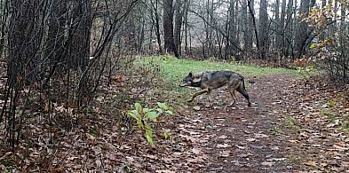 Wilk przy Valeo i niedaleko bloków w Chrzanowie-53871