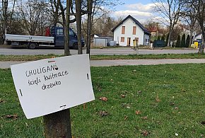 Chuligani ścięli kwitnące drzewka w Chrzanowie-58455